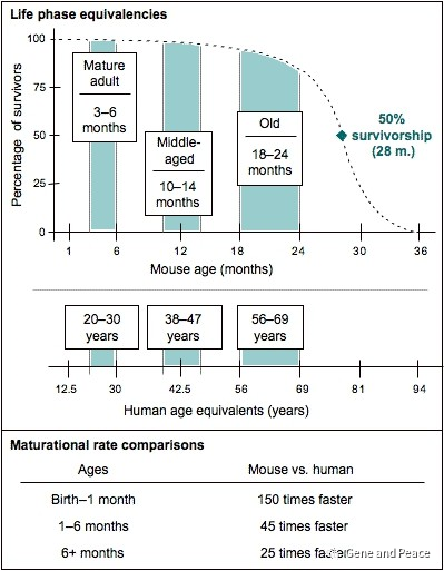 小鼠年龄换算-02.png