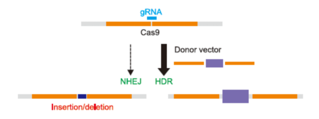 CRISPR-02.png