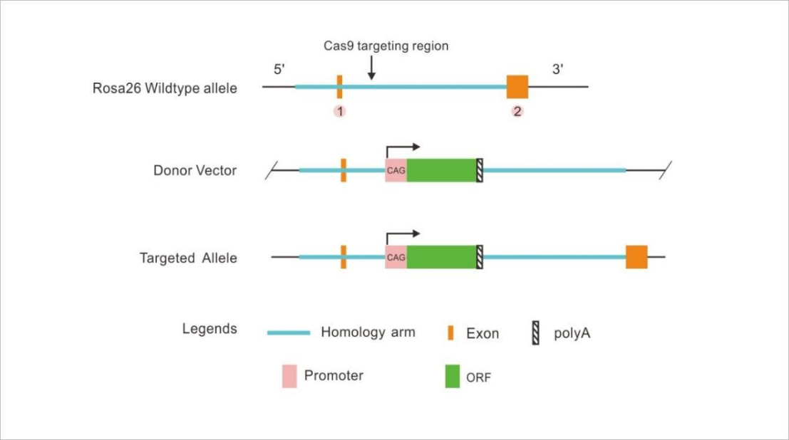 CRISPR-03.png