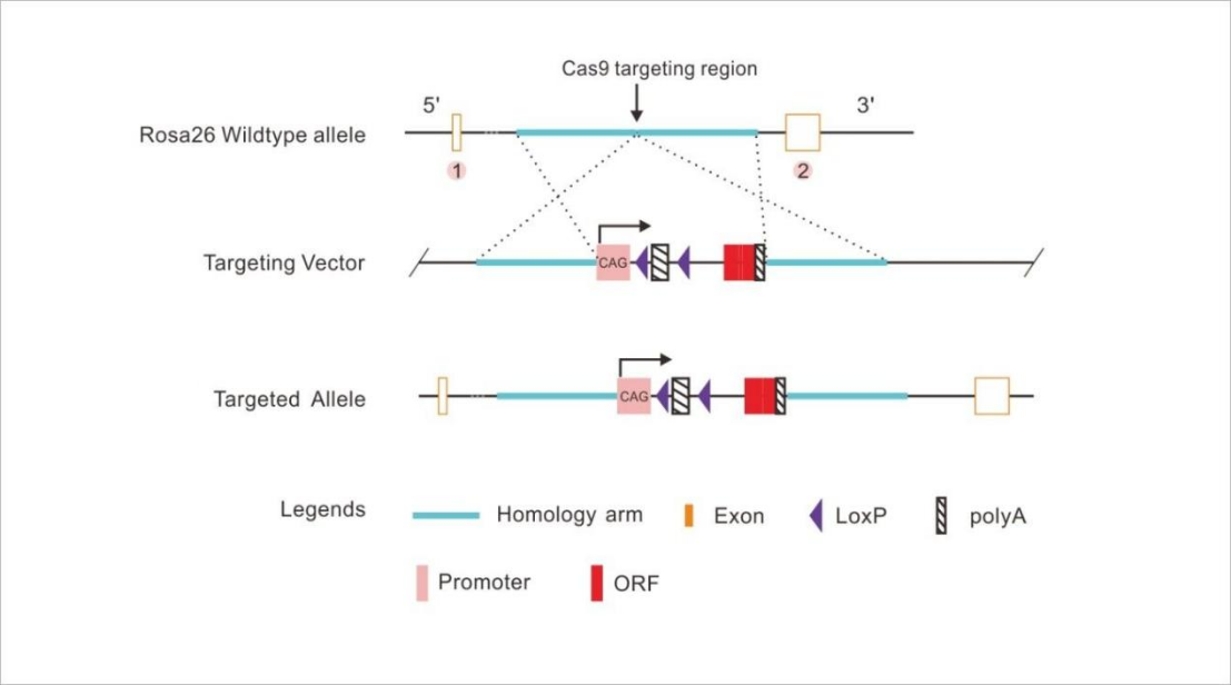 CRISPR-04.png